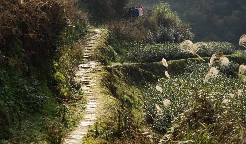 探寻历史足迹_安吉龙门古道，一场穿越千年的文化之旅