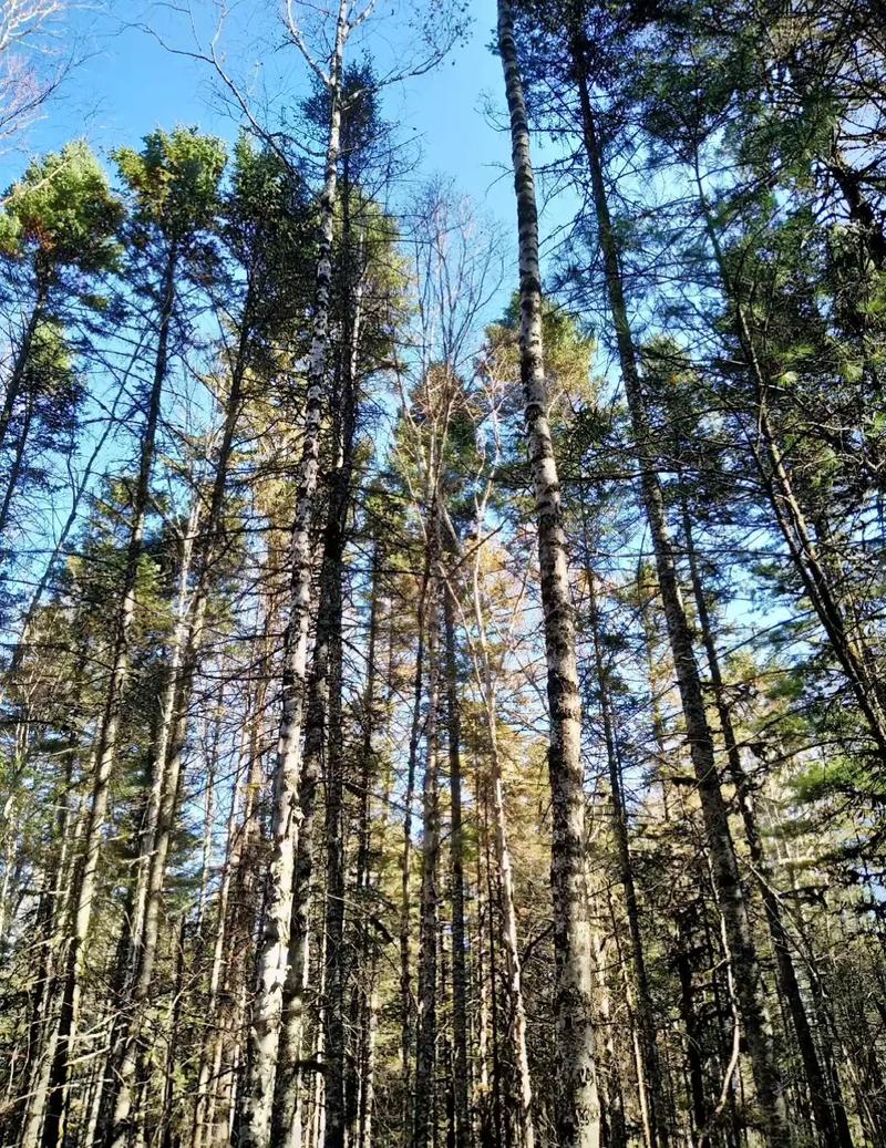 探寻密山之美,一座隐藏在东北的旅游胜地