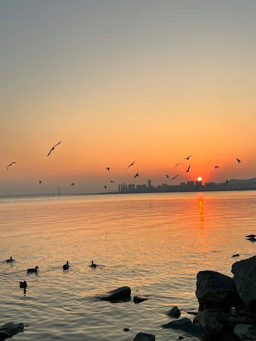 探寻深圳海鸥，感受海滨城市的浪漫风情