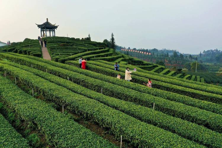 探寻茶香四溢的旅游胜地_走进中国茶叶旅游景点