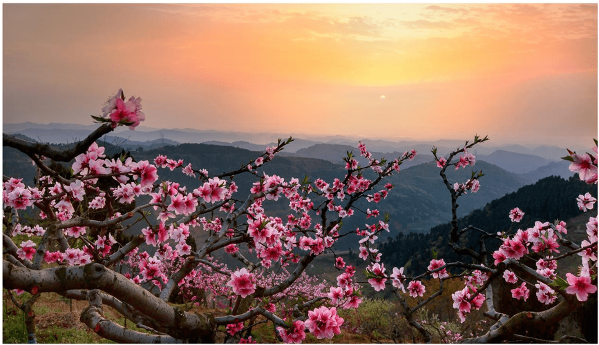 桃园春色醉人眼，乡村旅游新体验_探寻桃园美景与文化魅力