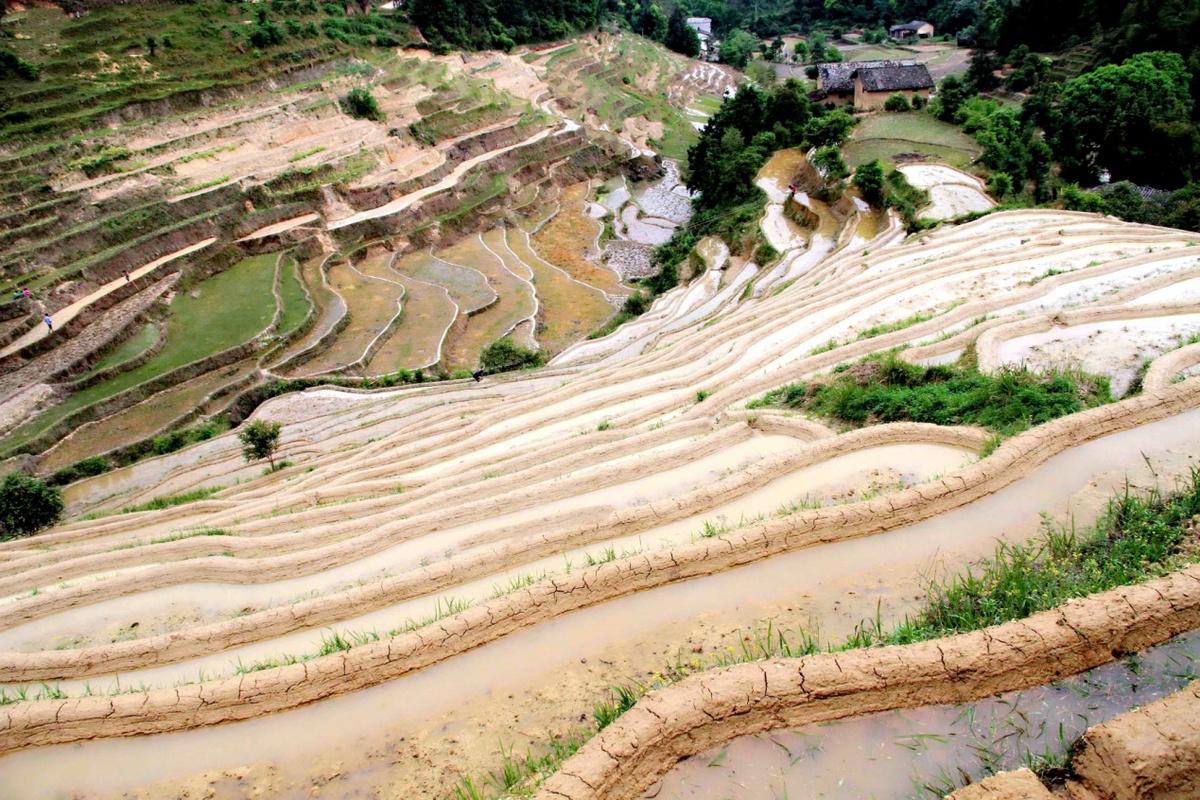 江西遂川梯田,山间田园的生态画卷