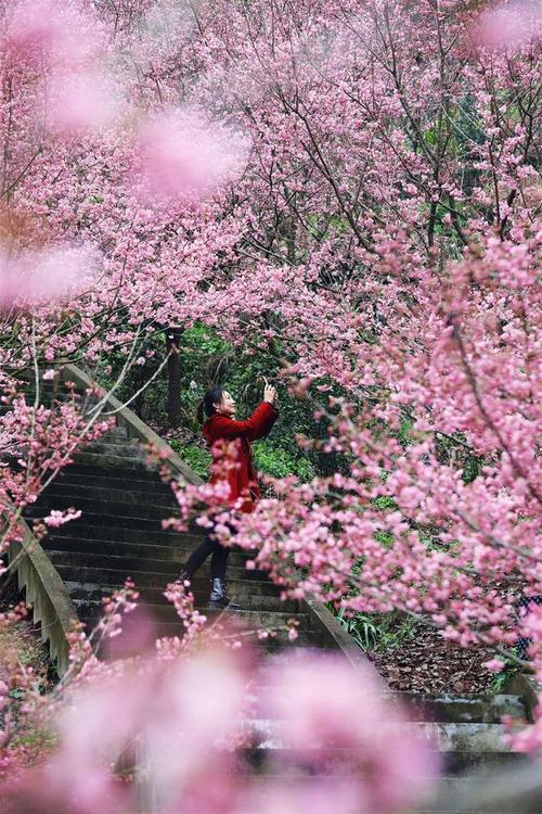 泸州樱花,浪漫花海，醉美川南