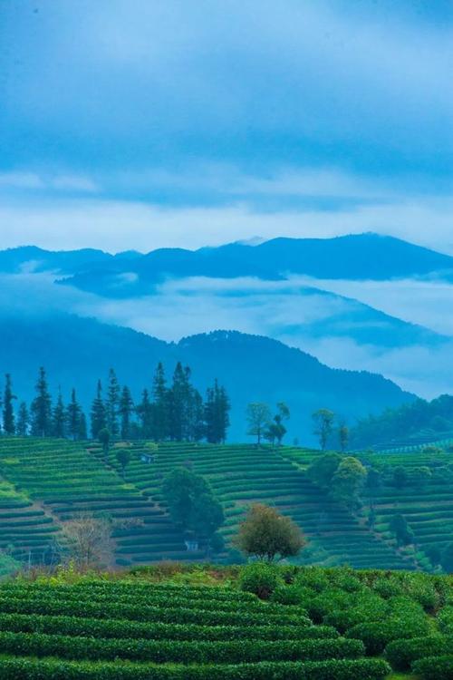 浙江茶园美景如画，茶香满溢的宁静时光