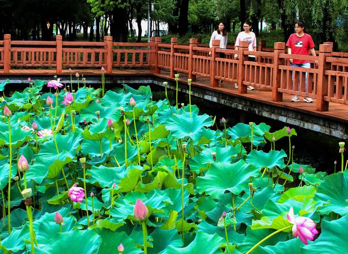 漫步上海荷花免费景点，感受夏日荷韵之美