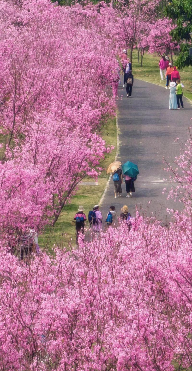 漫步广丰樱花公园，邂逅浪漫花海之旅