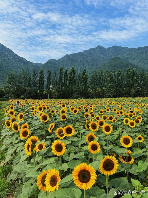 环山路户县,探寻自然与文化的完美交融之旅