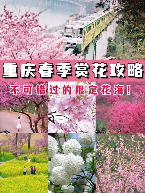 重庆花开四季，赏花胜地盘点