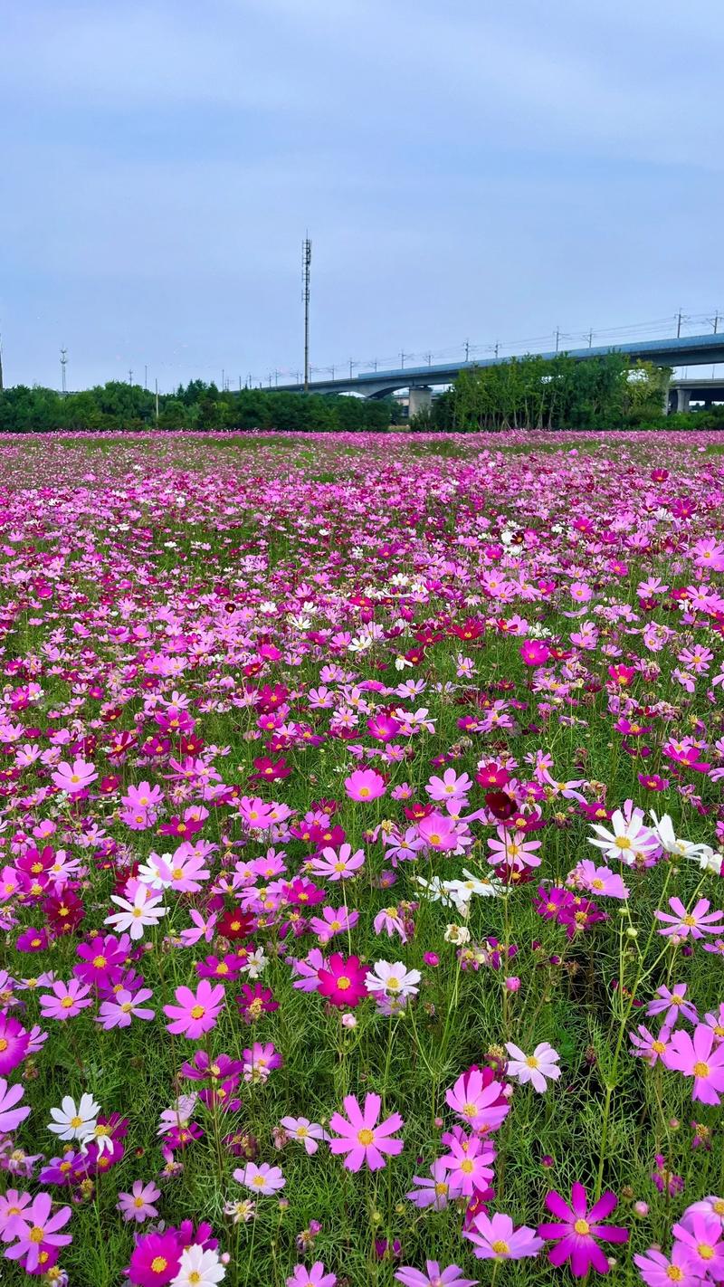 东平花海,一场视觉盛宴的浪漫之旅