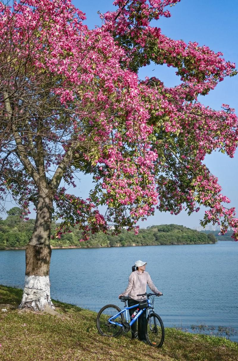 东莞花海,花团锦簇的生态仙境，感受自然之美