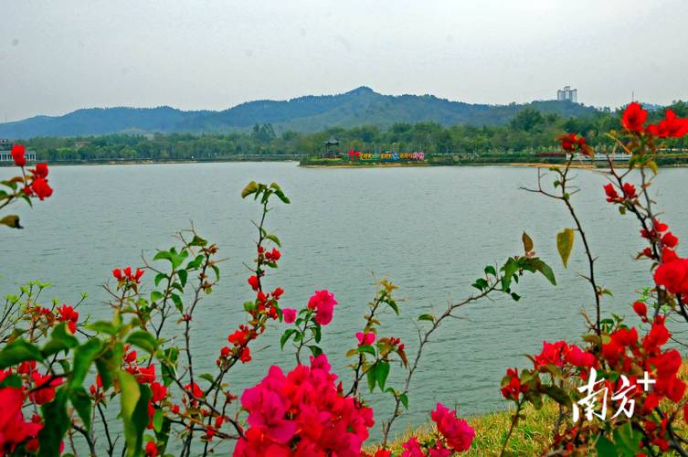 东莞花季美景,探秘南国花都的斑斓画卷