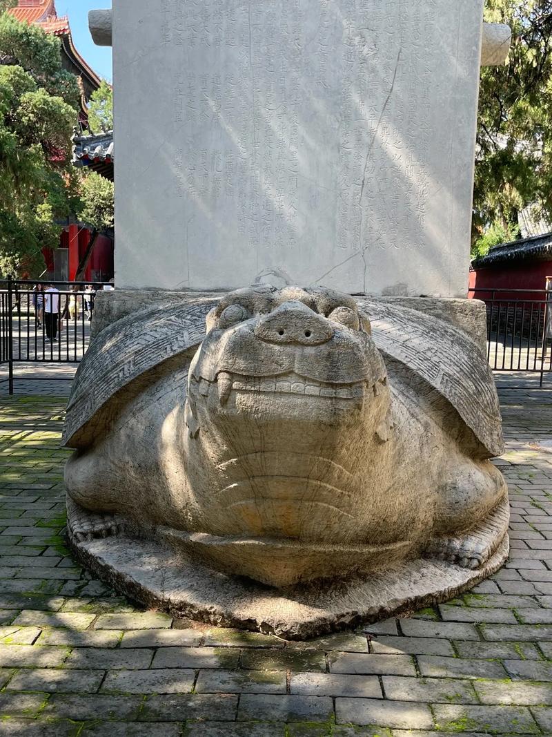 乌龟驮鱼,介绍神奇自然景观背后的奥秘