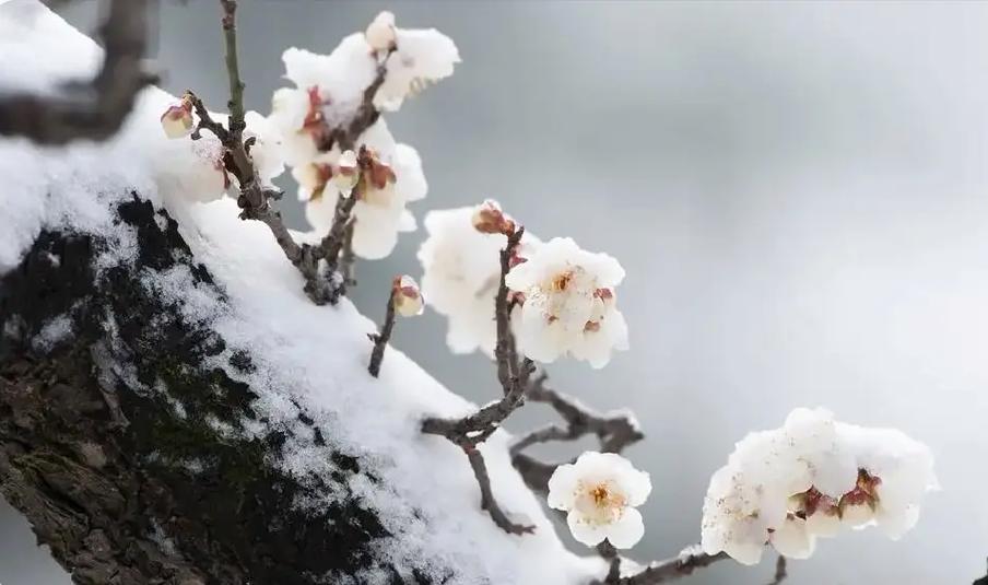 南宁赏白梅,冬日里的雪中精灵，古韵今风的诗意之旅  第2张