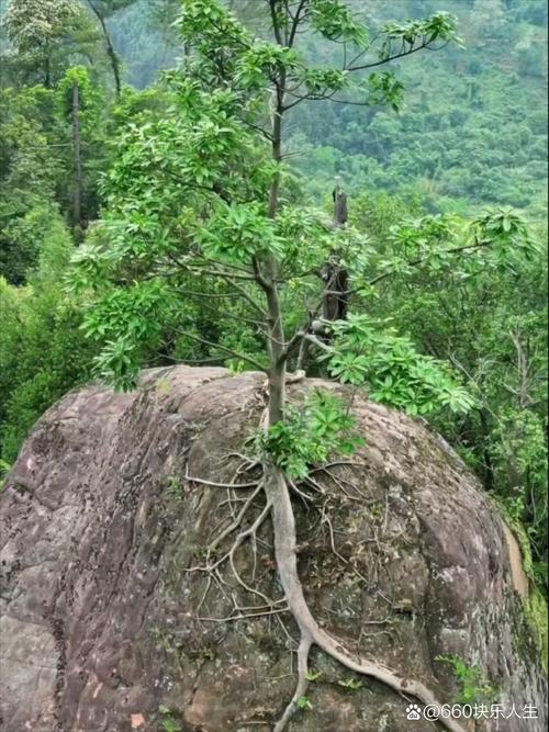 南棍山,探寻自然的奇迹，感受生命的力量