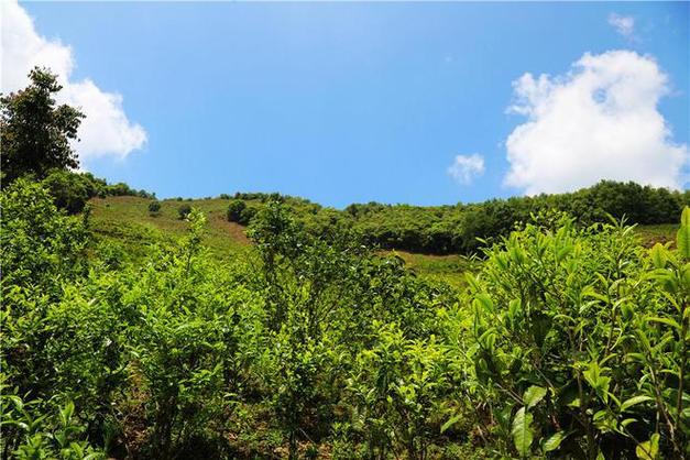 双江茶园,探寻绿色秘境，体验茶香四溢的世外桃源