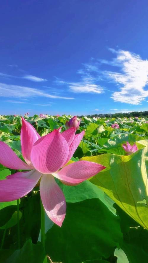 和田荷花公园,人间仙境，夏日荷花盛宴