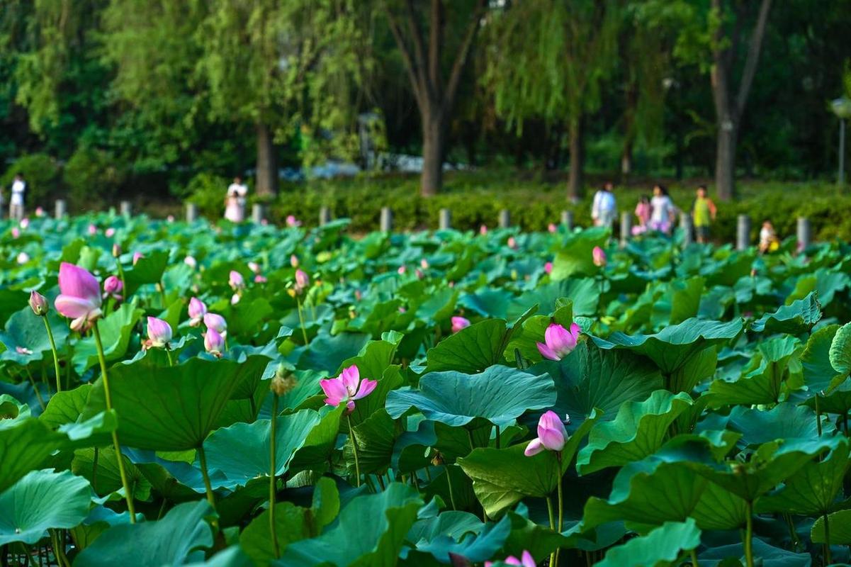 夏日漫步太原公园，探寻城市绿意盎然的美景