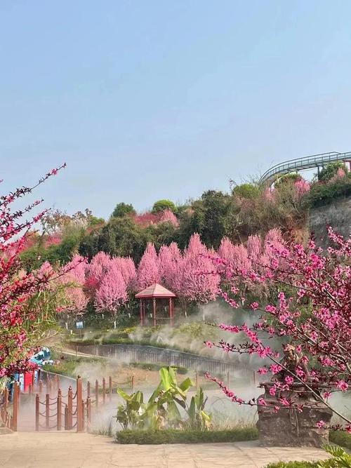 大同桃花盛宴,穿越时空的花海之旅