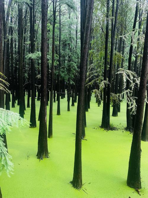 大雁岭景区,自然与人文的完美融合，探寻生态旅游的绿色秘境  第2张