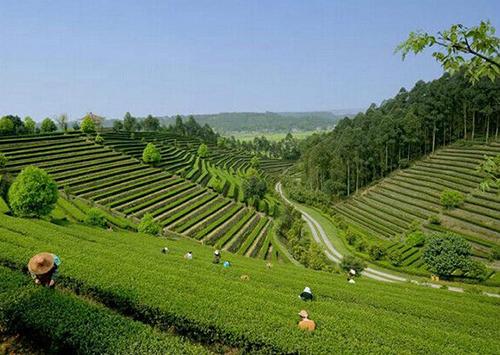 夹江茶园,千年古韵中的绿色仙境