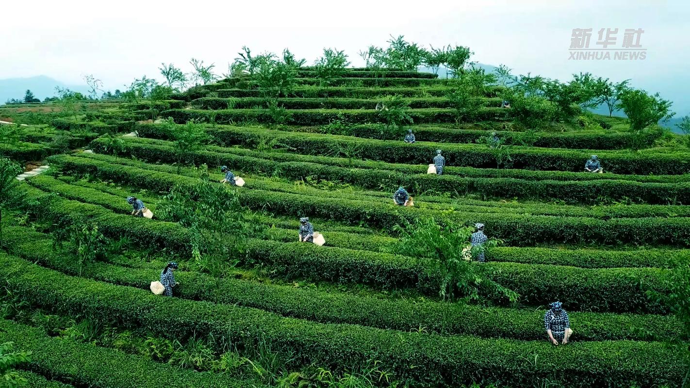 安溪茶叶之旅,探寻千年茶文化的韵味所在