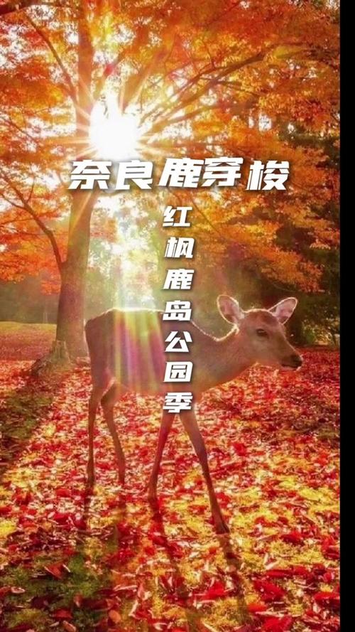 宿州鹿岛公园,自然与人文的和谐交响曲