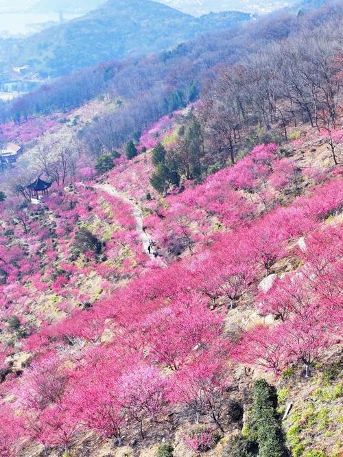 山西花卉胜地,春意盎然，花海如梦