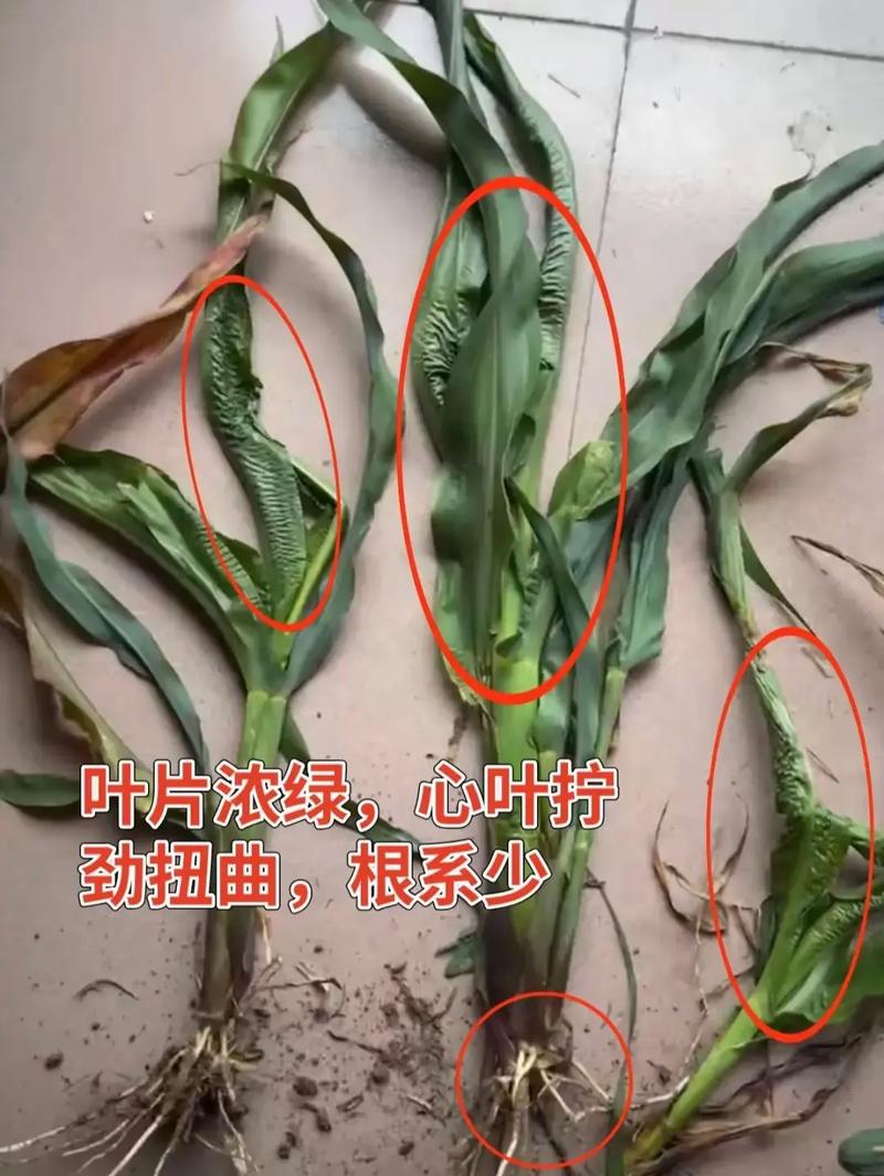 玉米卷心病和粗缩病有什么区别，如何造成的，又如何预防，麦田旅游日记主要内容。