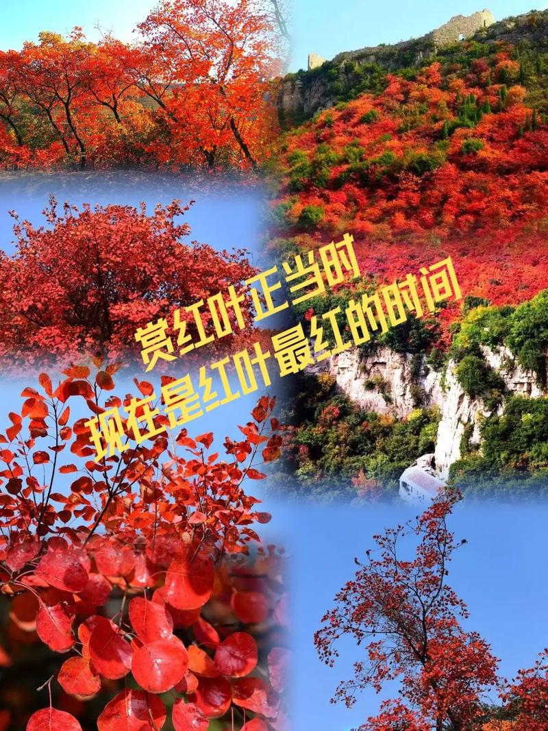 郑州红叶2021最佳观赏时间，河南看红叶的旅游景点有哪些。