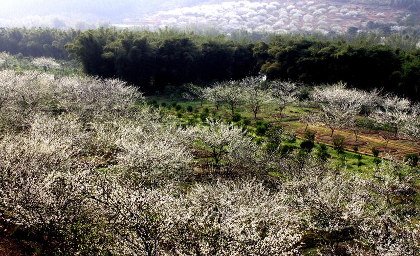 翁源三华李花最佳观赏地方，翁源县旅游景点推荐。