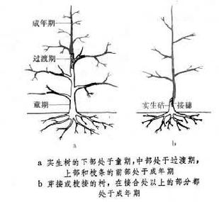 为什么植物开花不是童期结束的表示，童橙研学。