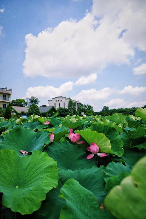 宜春避暑最佳景点，夏天宜春旅游景点推荐。