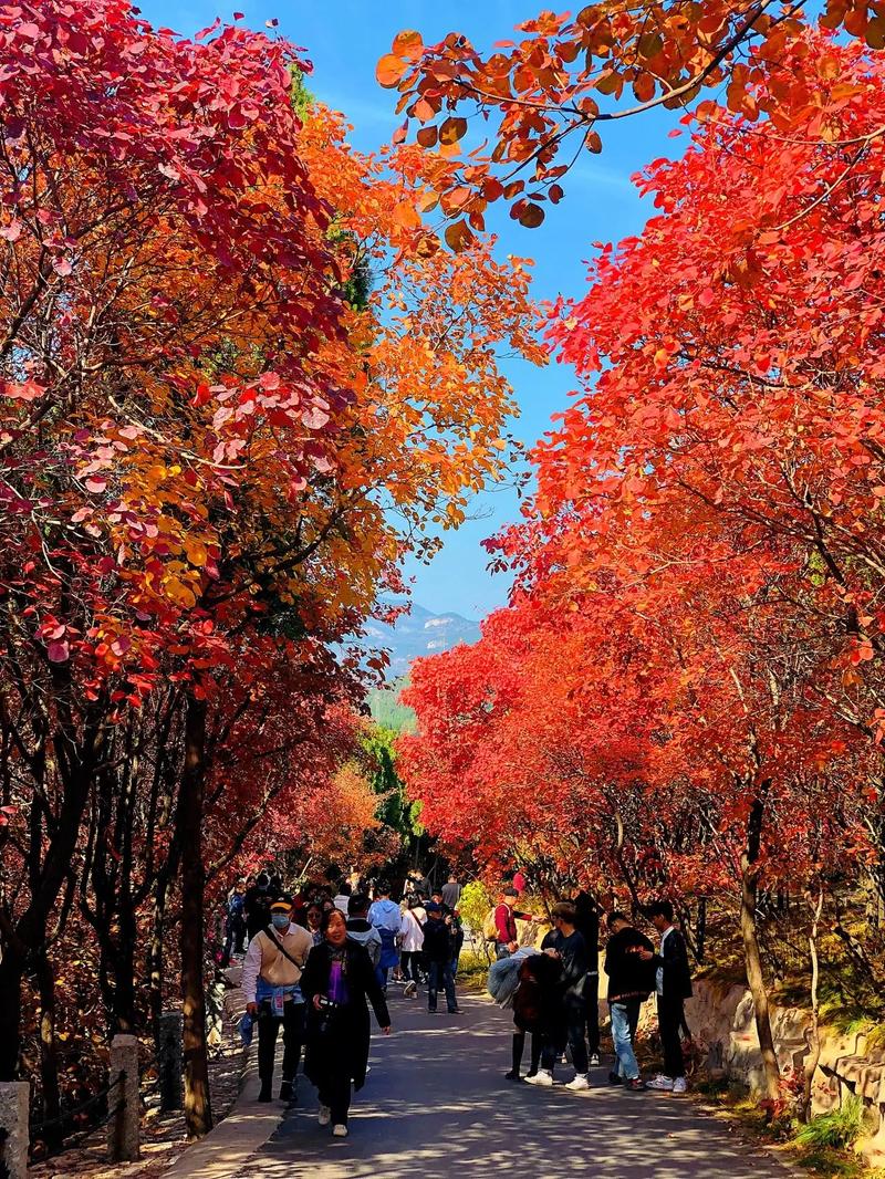 强大的头条，我问问哪里有种枫叶或者红叶的景点，看红叶的旅游景点叫什么。